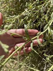 Baccharis plummerae plummerae