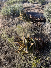 Aloe distans