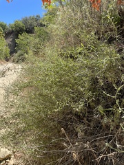 Baccharis plummerae plummerae