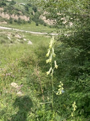 Aconitum barbatum puberulum