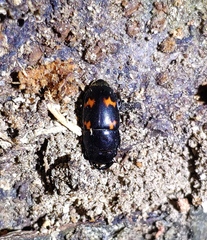 Glischrochilus japonius