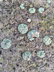 Riccia crystallina