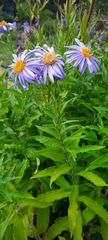 Aster pyrenaeus