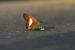 Hasora borneensis