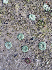 Riccia crystallina
