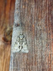 Acronicta strigosa