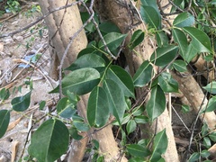 Derris trifoliata