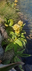 Gentiana burseri burseri