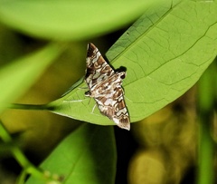 Chabula acamasalis