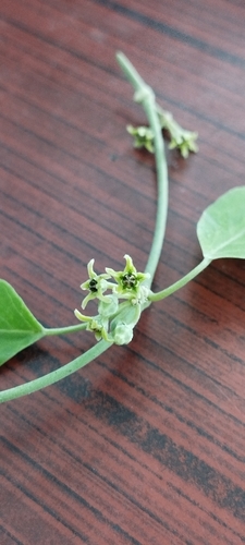 Leptadenia reticulata, 2022-08-01