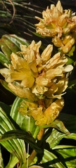Gentiana burseri burseri