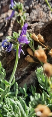 Linaria alpina alpina