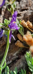 Linaria alpina alpina
