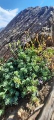 Linaria alpina alpina