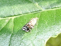 Anacampsis levipedella