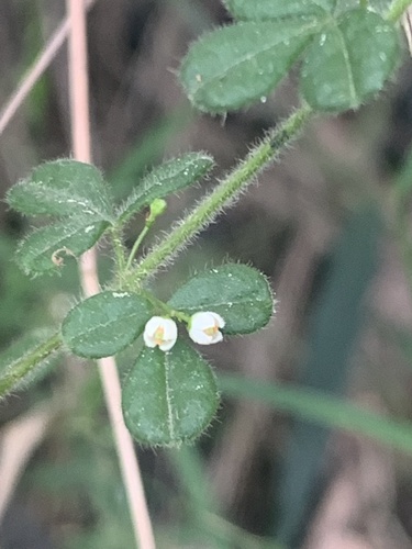 Zieria minutiflora (F.Muell.) Domin