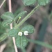 Zieria minutiflora - Photo (c) jblatchly, algunos derechos reservados (CC BY-NC)