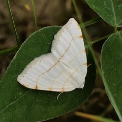 Macaria pustularia
