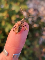Leptoglossus occidentalis