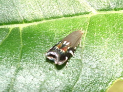 Anacampsis levipedella