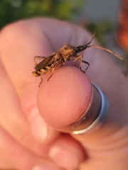 Leptoglossus occidentalis