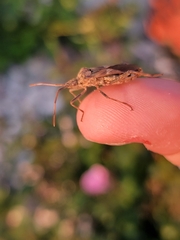 Leptoglossus occidentalis