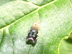 Anacampsis levipedella