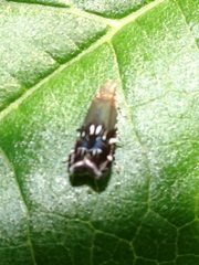 Anacampsis levipedella