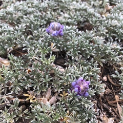 Lupinus breweri