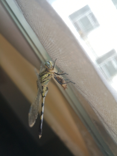 White-tailed Skimmer