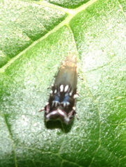 Anacampsis levipedella