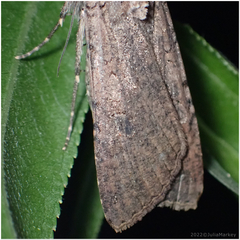 Noctuinae