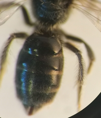 Lasioglossum pauxillum