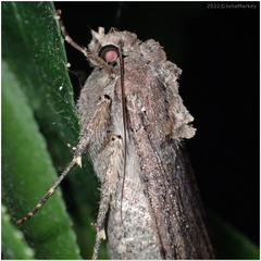Noctuinae