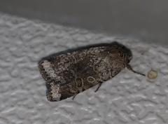 Abagrotis scopeops