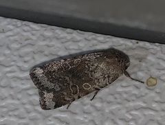 Abagrotis scopeops