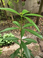 Alstonia