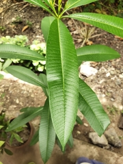 Alstonia