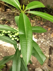 Alstonia