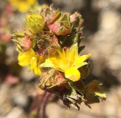 Ivesia lycopodioides scandularis