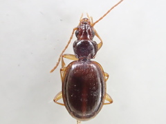 Trechus ovipennis