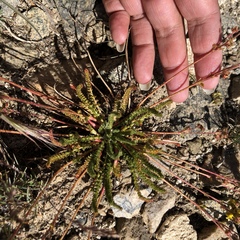 Ivesia lycopodioides scandularis