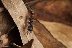 Myrmecia chrysogaster