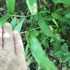 Dichanthelium latifolium