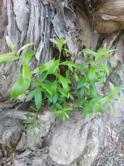 Melaleuca cajuputi cumingiana