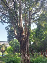 Melaleuca cajuputi cumingiana