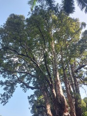 Melaleuca cajuputi cumingiana