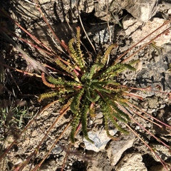 Ivesia lycopodioides scandularis