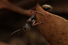 Myrmecia chrysogaster