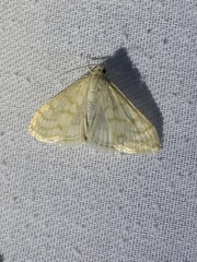 Paracorsia repandalis